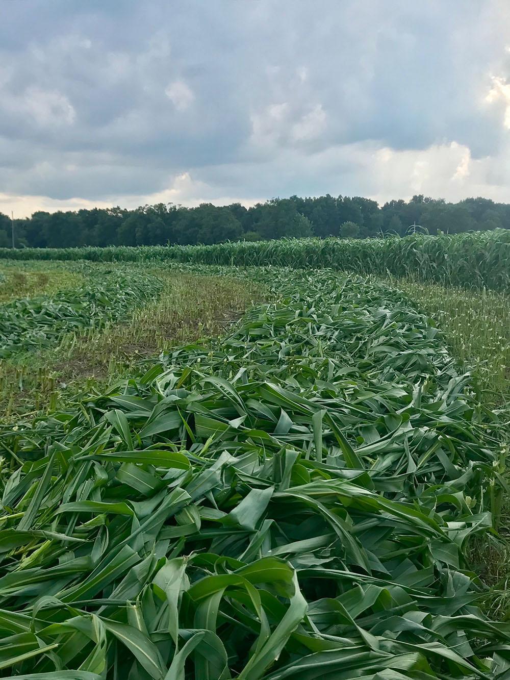 Dense Tonnage BMR BD